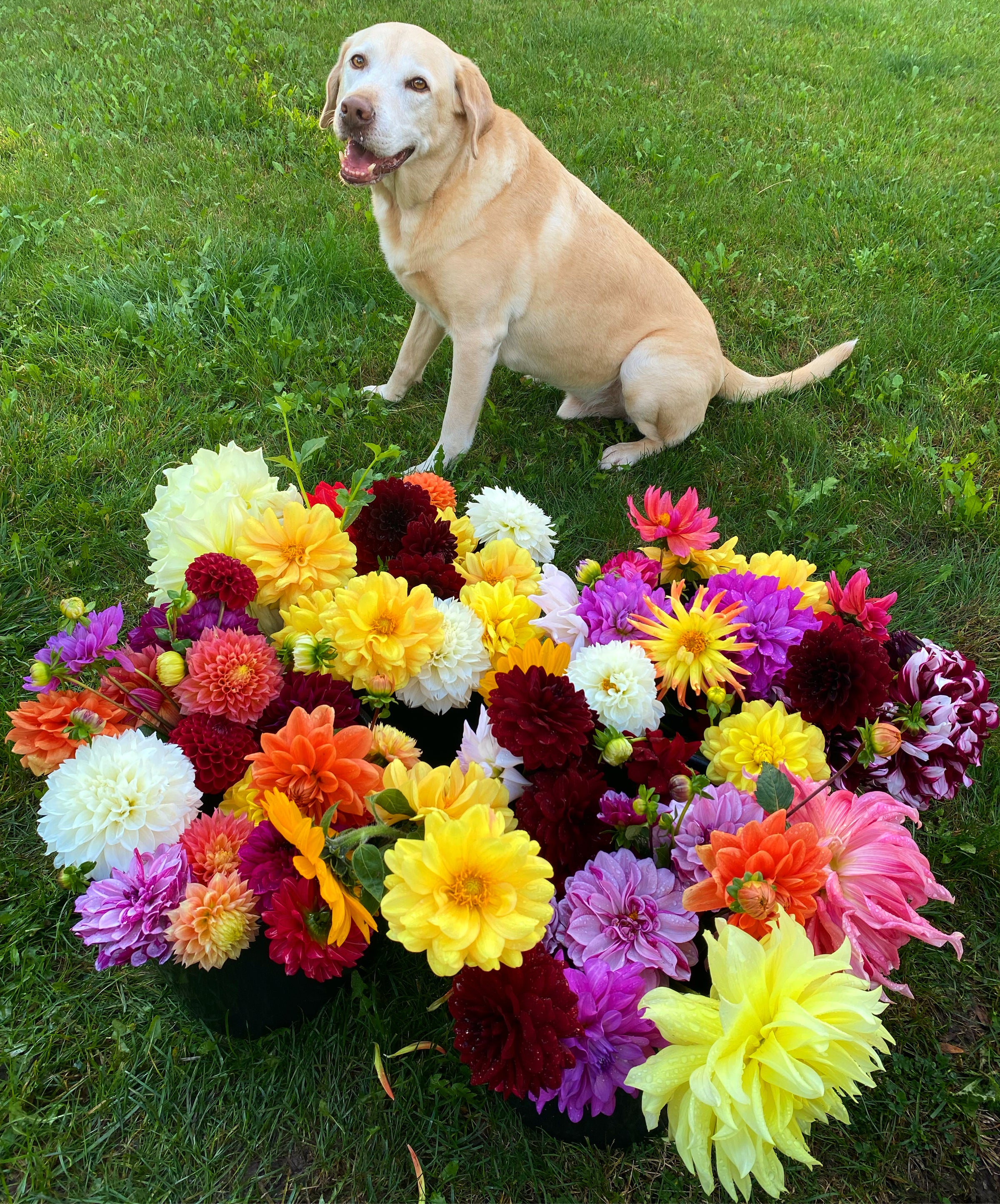 About Us | Firmly Rooted Flowers