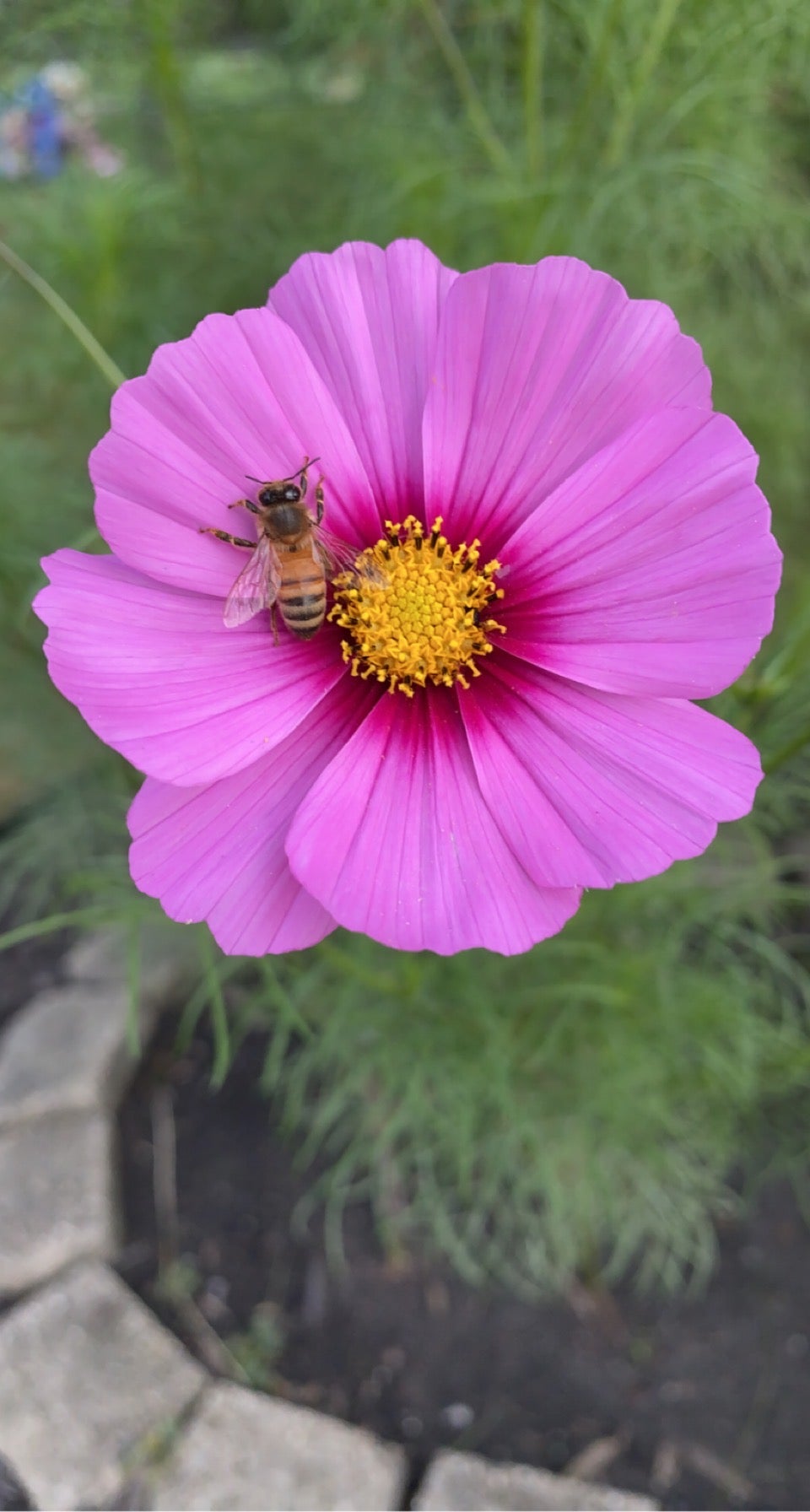 About Us | Firmly Rooted Flowers